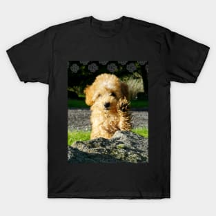 Toy Poodle Puppy T-Shirt